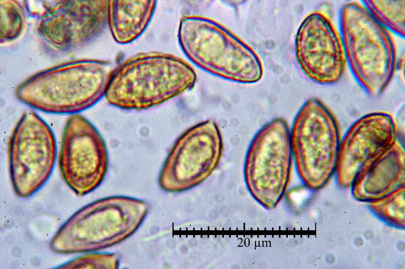 hebeloma_ammophilum_111_26.jpg