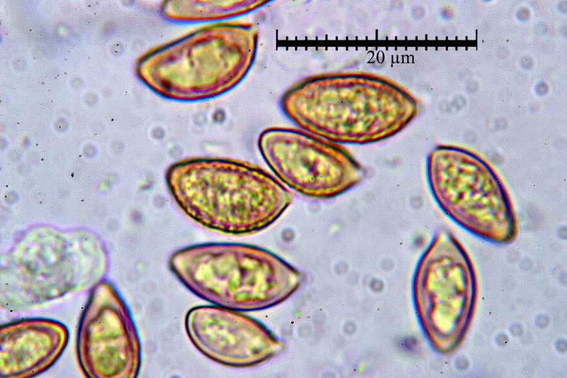 hebeloma_ammophilum_111_27.jpg