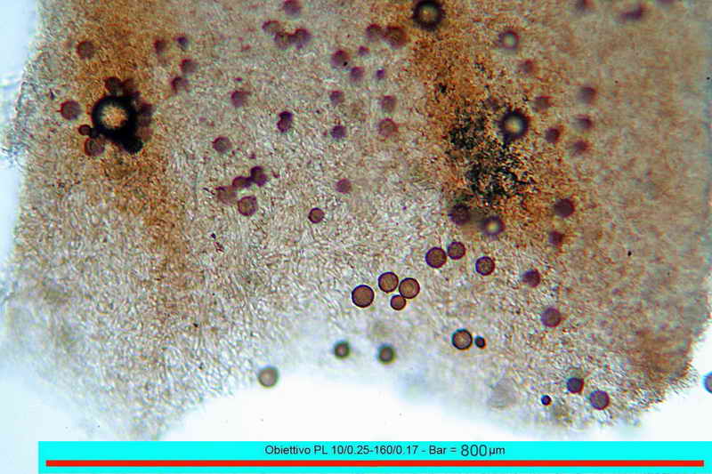 elaphomyces_muricatus_3451_10.jpg
