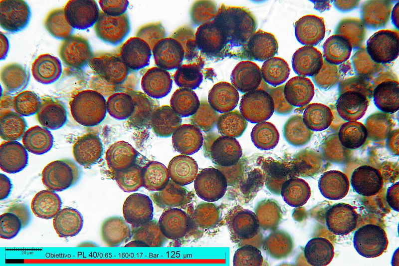 elaphomyces_muricatus_3451_12.jpg