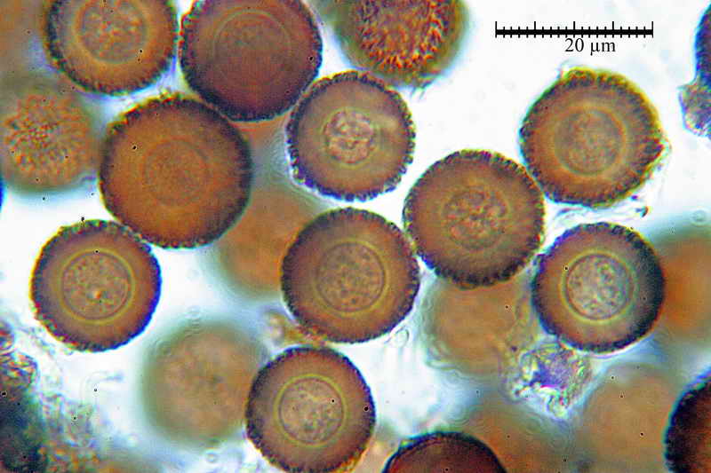 elaphomyces_muricatus_3451_13.jpg