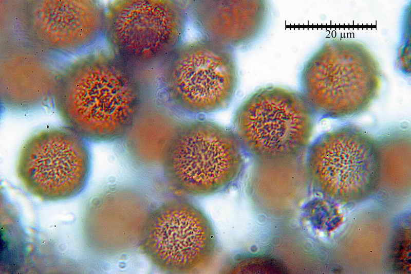 elaphomyces_muricatus_3451_14.jpg