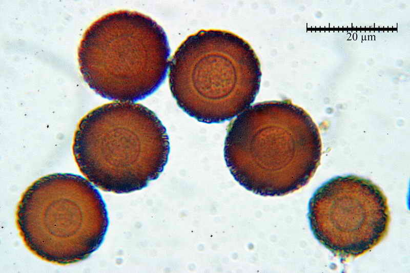 elaphomyces_muricatus_3451_19.jpg