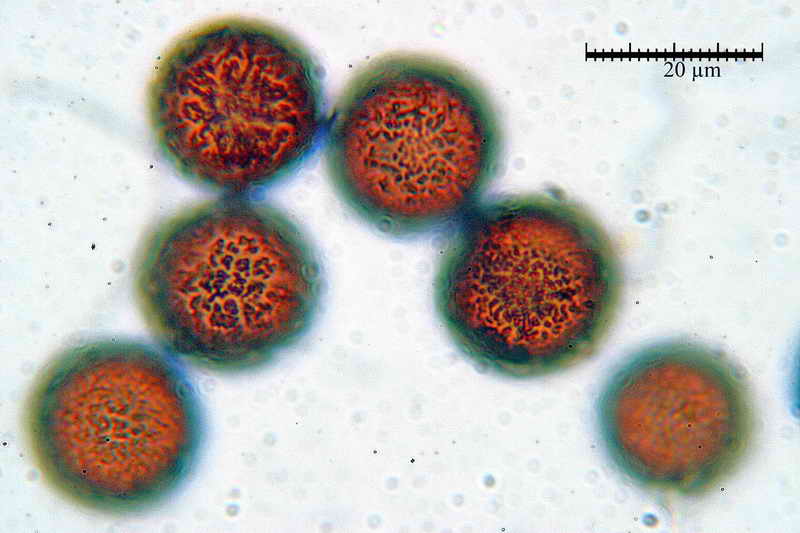 elaphomyces_muricatus_3451_20.jpg