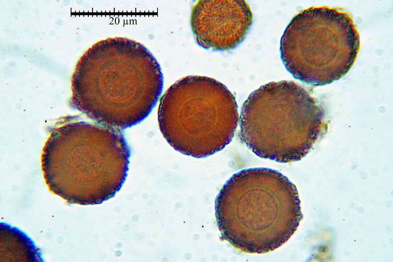 elaphomyces_muricatus_3451_21.jpg