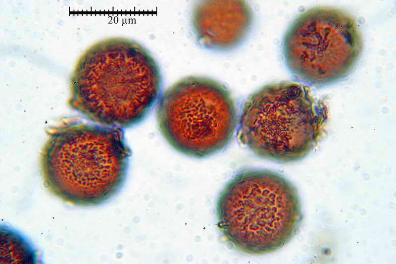 elaphomyces_muricatus_3451_22.jpg