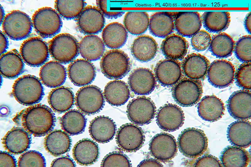 elaphomyces_muricatus_3453_05.jpg