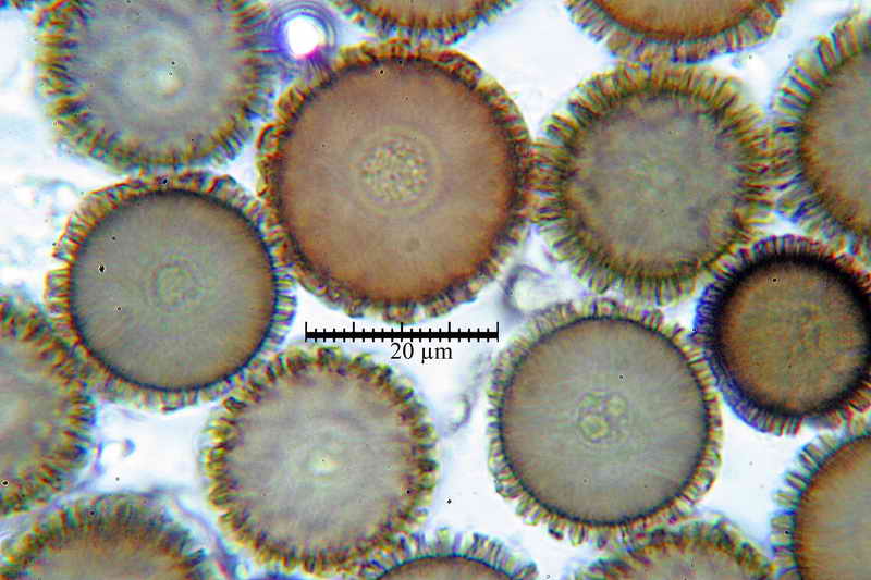 elaphomyces_muricatus_3453_11.jpg