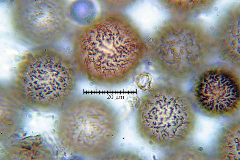elaphomyces_muricatus_3453_12.jpg