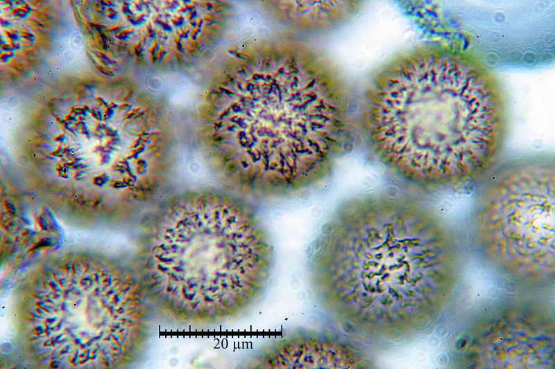 elaphomyces_muricatus_3453_16.jpg