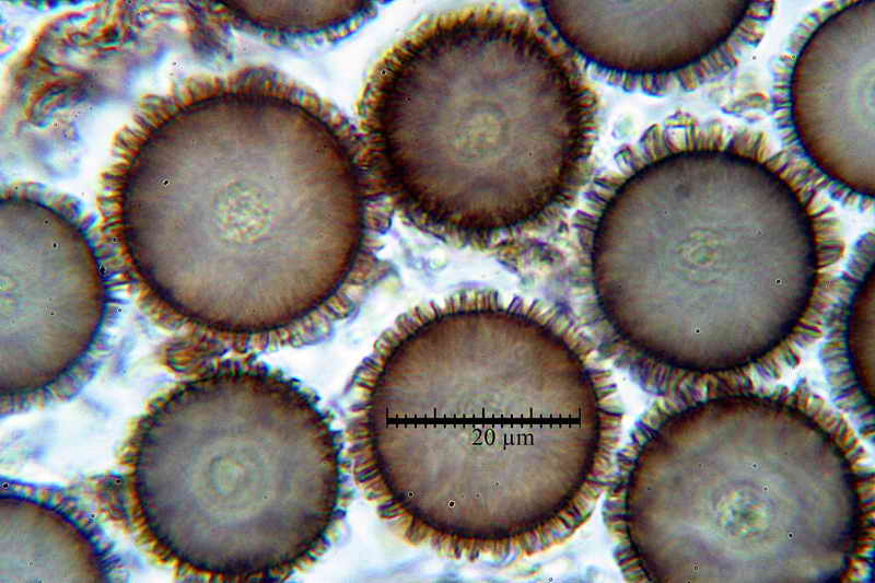 elaphomyces_muricatus_3453_17.jpg