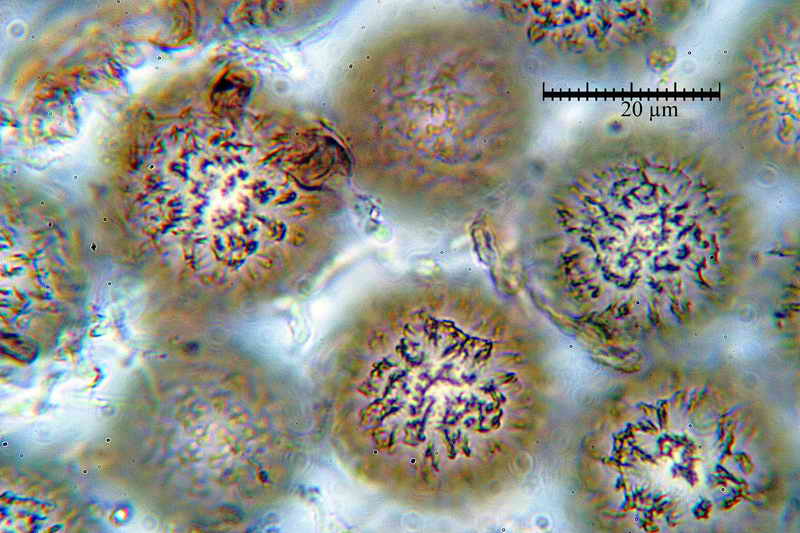 elaphomyces_muricatus_3453_18.jpg