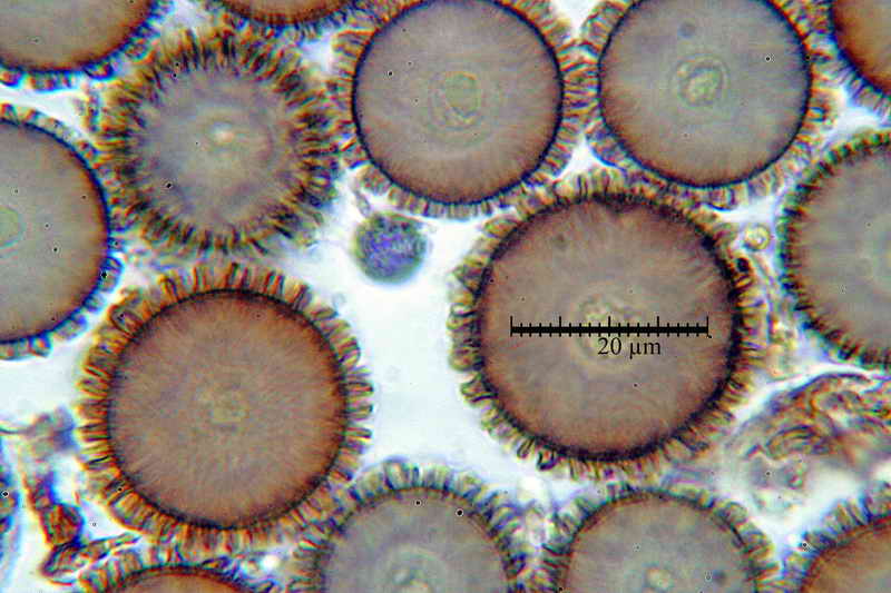 elaphomyces_muricatus_3453_19.jpg