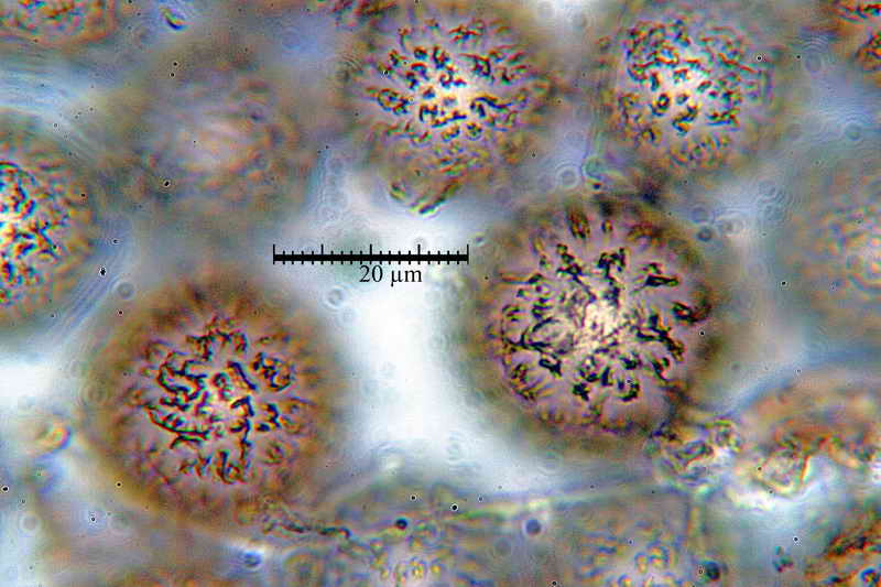 elaphomyces_muricatus_3453_20.jpg