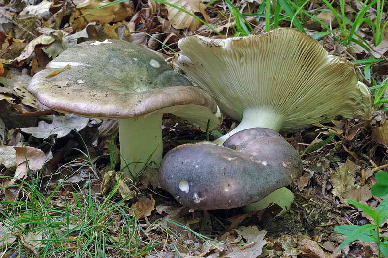 russula_cyanoxantha_3468_01.jpg