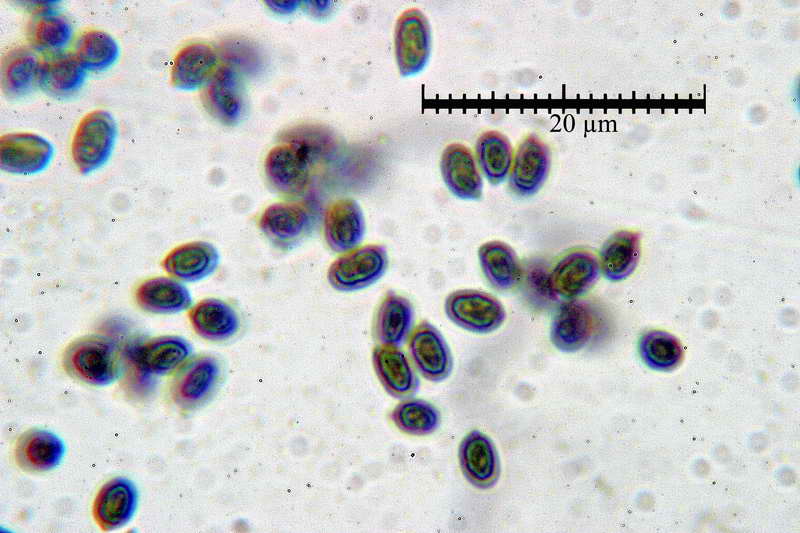 artomyces_pyxidatus_01.jpg