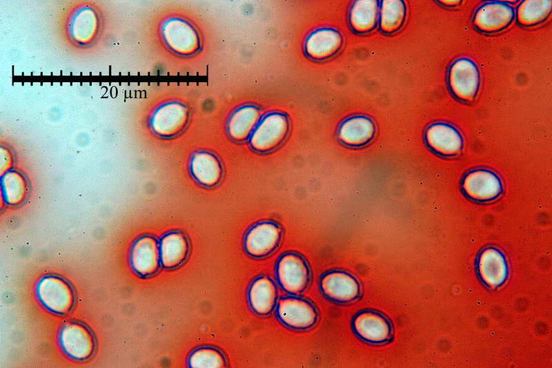 artomyces_pyxidatus_03.jpg