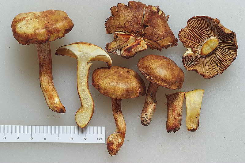 cortinarius_rubicundulus_3477_02.jpg