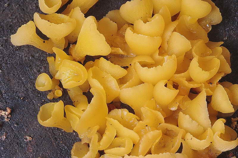 guepiniopsis_buccina_3478_06.jpg