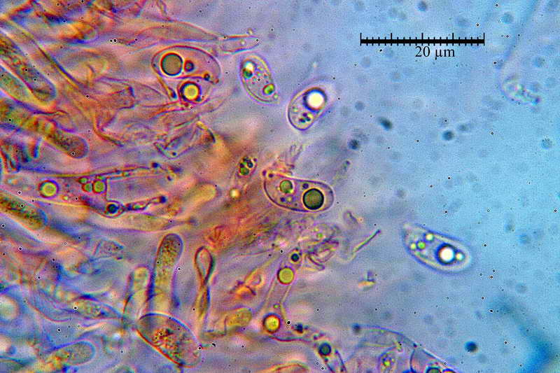 guepiniopsis_buccina_3478_16.jpg