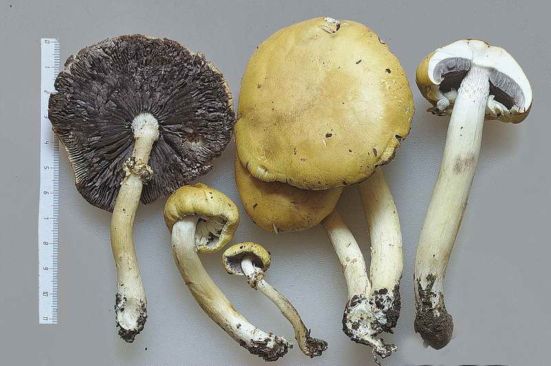 stropharia_rugosoannulata_forma_lutea_01.jpg