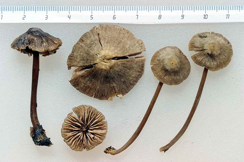 entoloma_nitens_3482_05.jpg