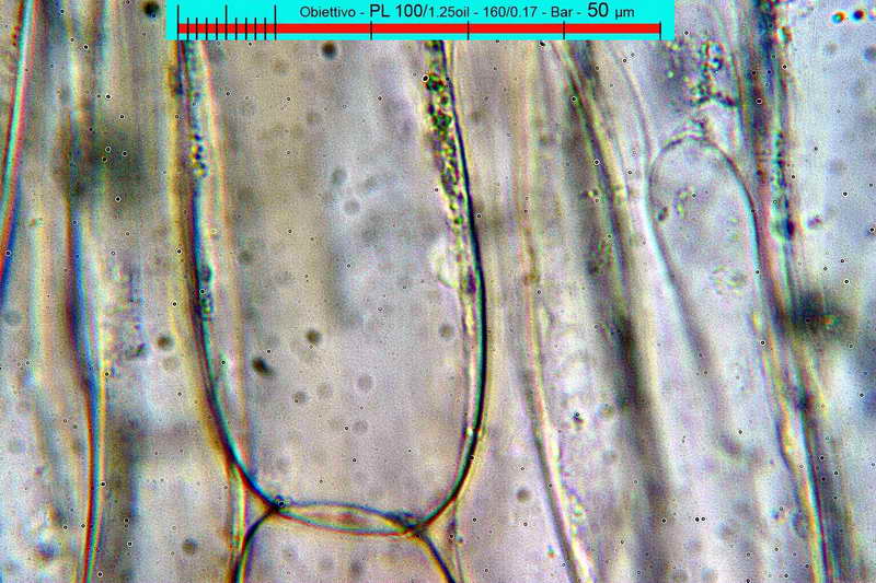 entoloma_nitens_3482_10.jpg