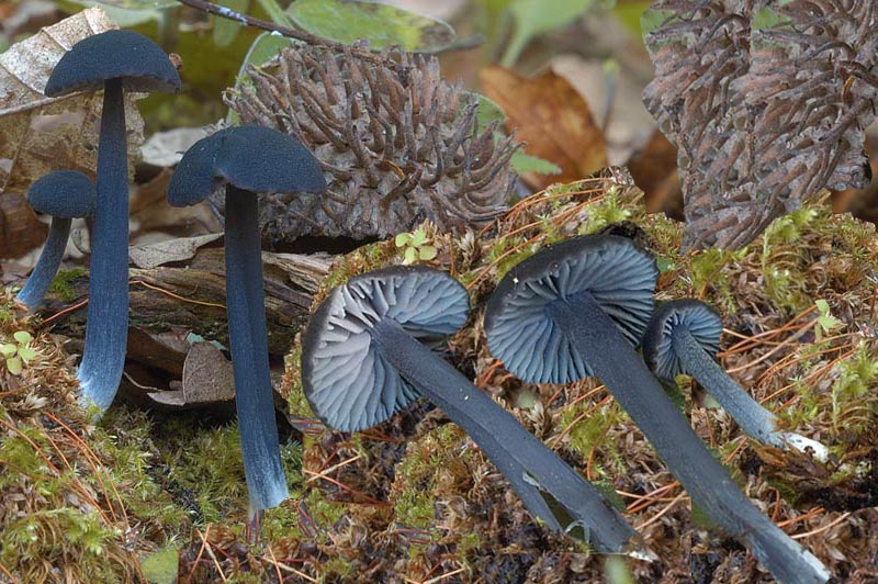 entoloma_chalybaeum_var_chalybaeum_3989_01.jpg