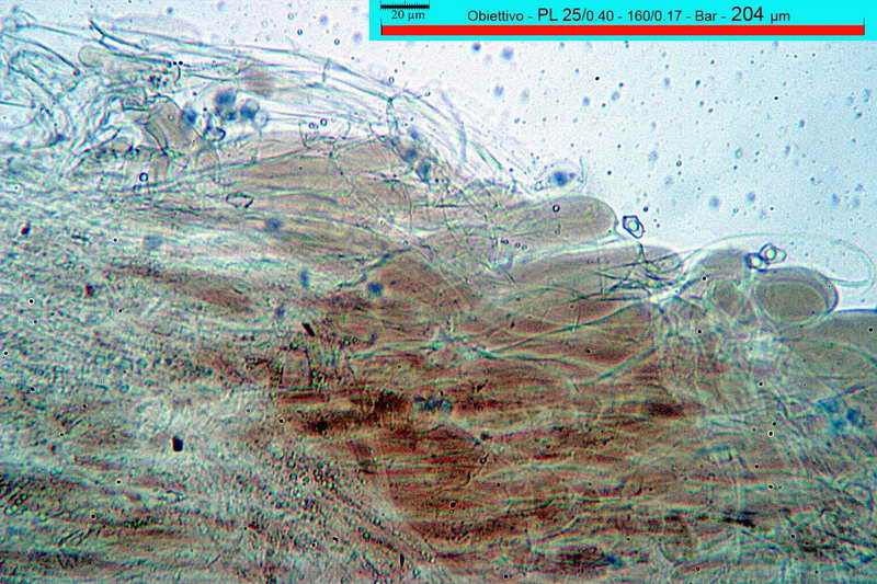 entoloma_caesiocinctum_3490_05.jpg