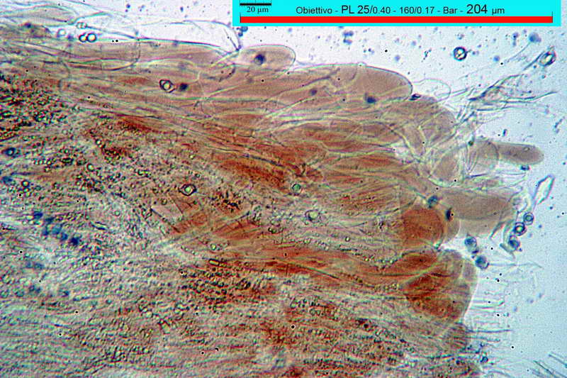 entoloma_caesiocinctum_3490_06.jpg