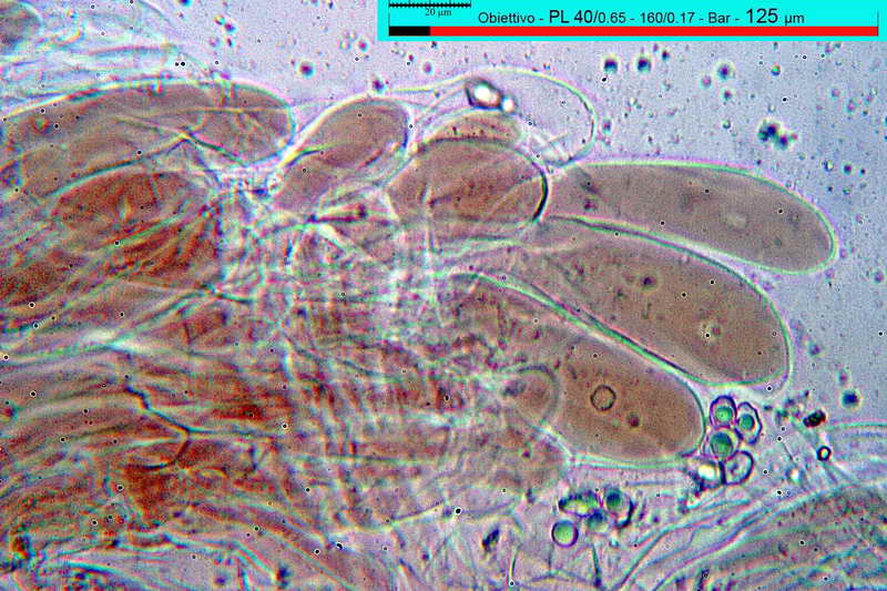 entoloma_caesiocinctum_3490_07.jpg