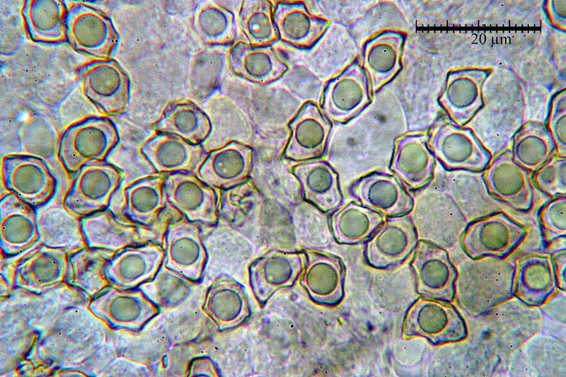 entoloma_caesiocinctum_3490_21.jpg