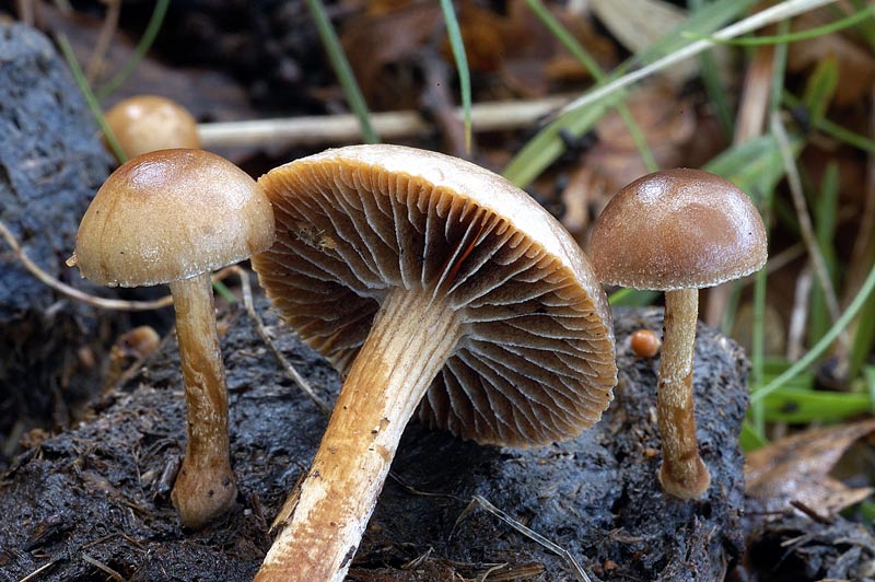 psilocybe_02.jpg