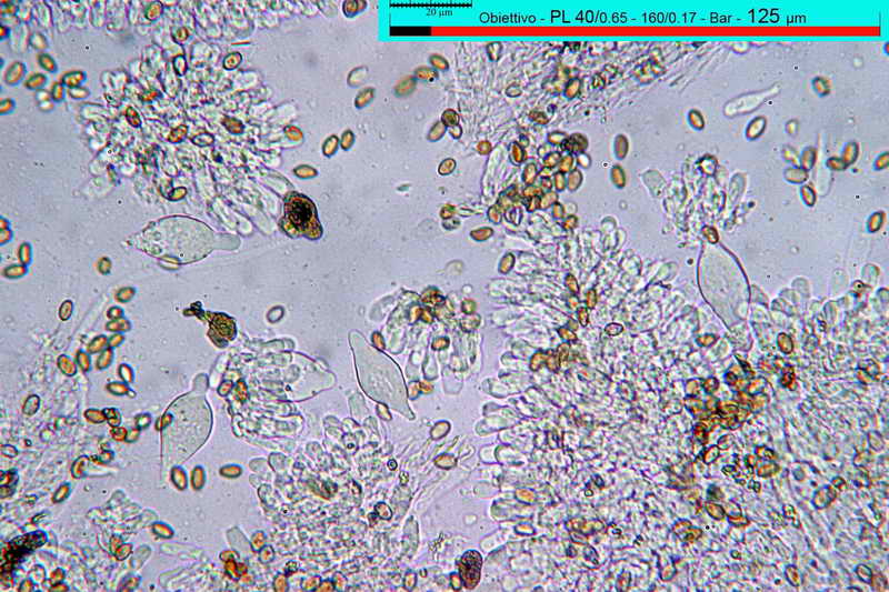 agrocybe_praecox_3515_09.jpg