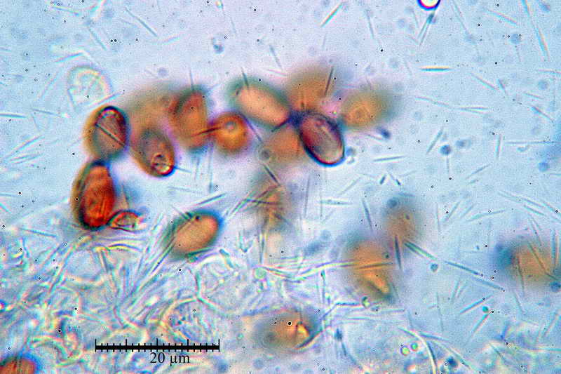 conocybe_01.jpg