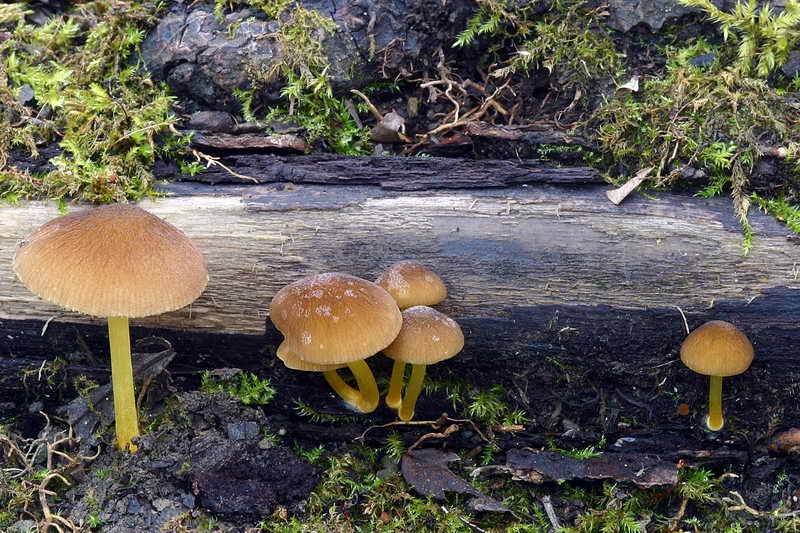 pluteus_01.jpg