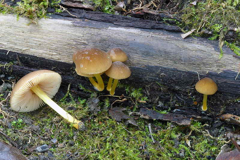 pluteus_02.jpg