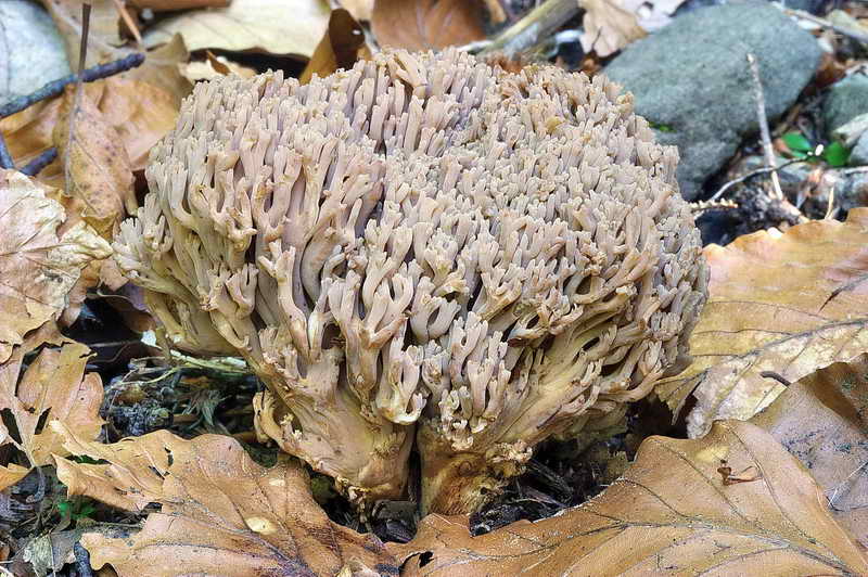 ramaria_spinulosa_01.jpg