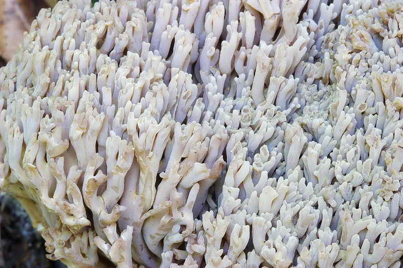 ramaria_spinulosa_02.jpg