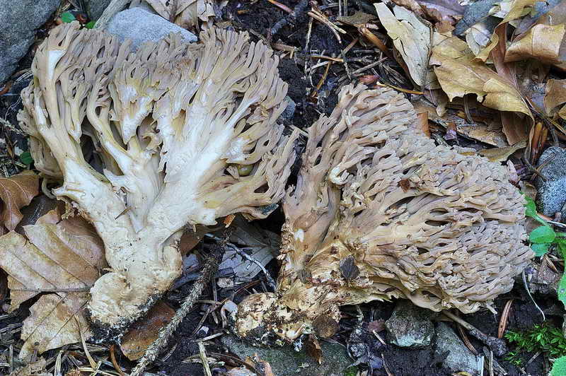 ramaria_spinulosa_03.jpg