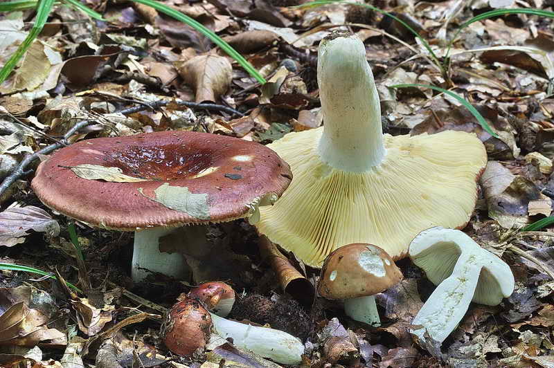 russula_01.jpg