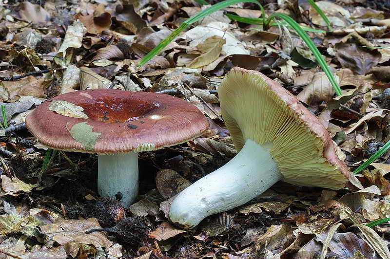 russula_02.jpg