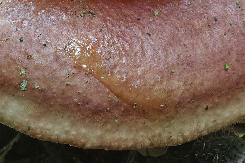 russula_03.jpg