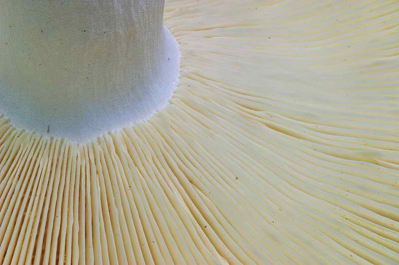 russula_04.jpg