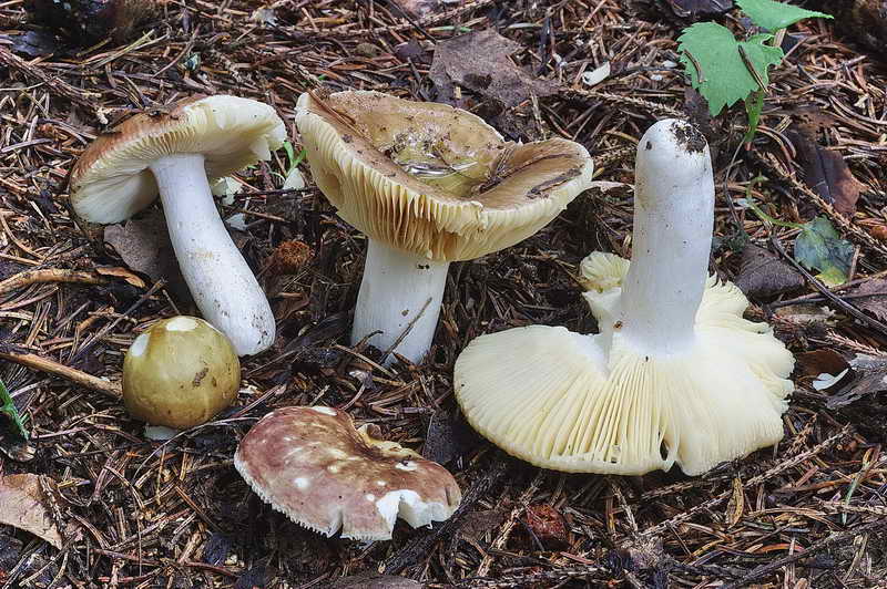 russula_01.jpg