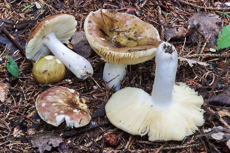 russula_02.jpg