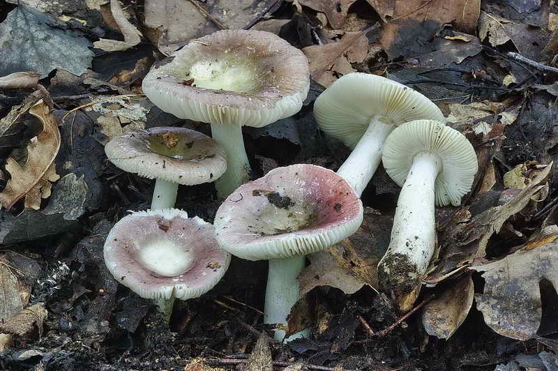 russula_01.jpg