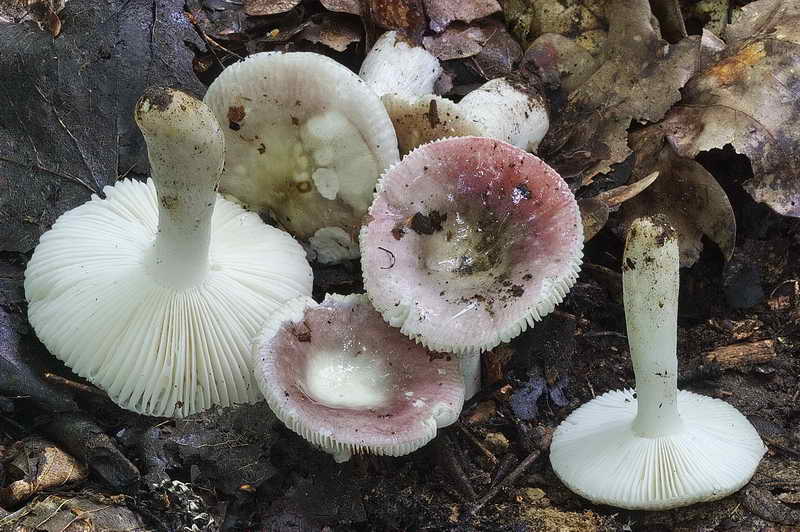 russula_04.jpg