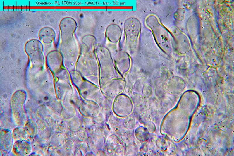 pholiota_03.jpg