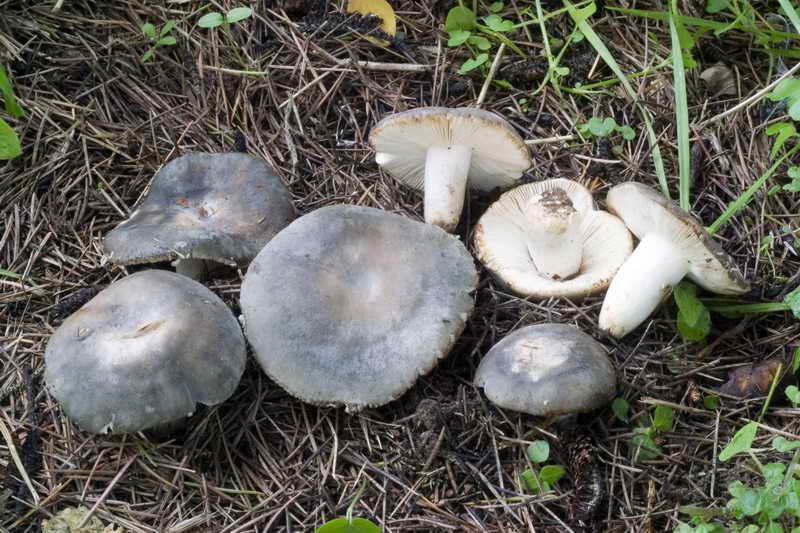 russula_parazurea_3594_01.JPG